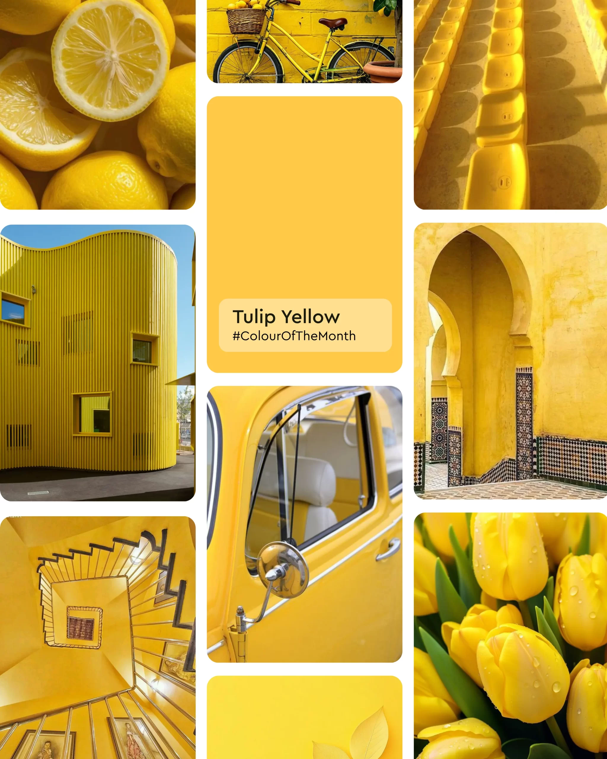 Tulip Yellow 2020D