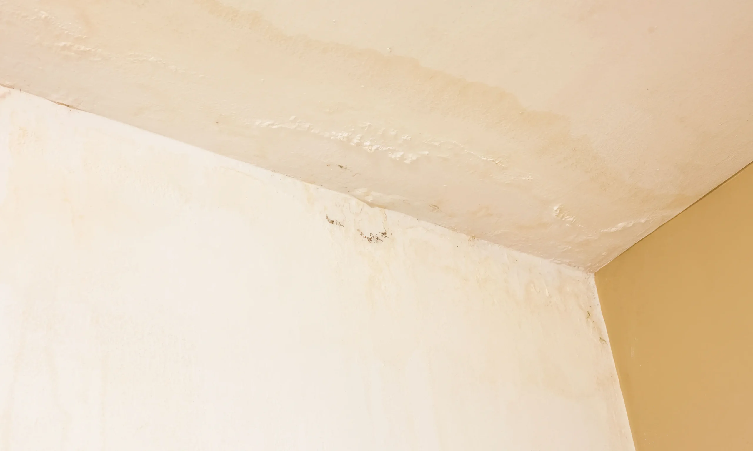 Damp ceilings
